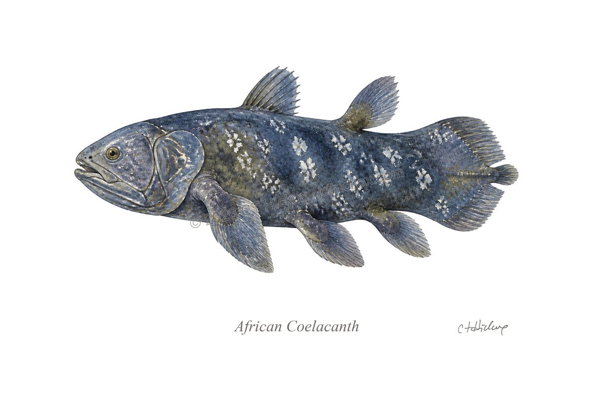 Watermarked CT Hickox African Coelacanth natural-history art print