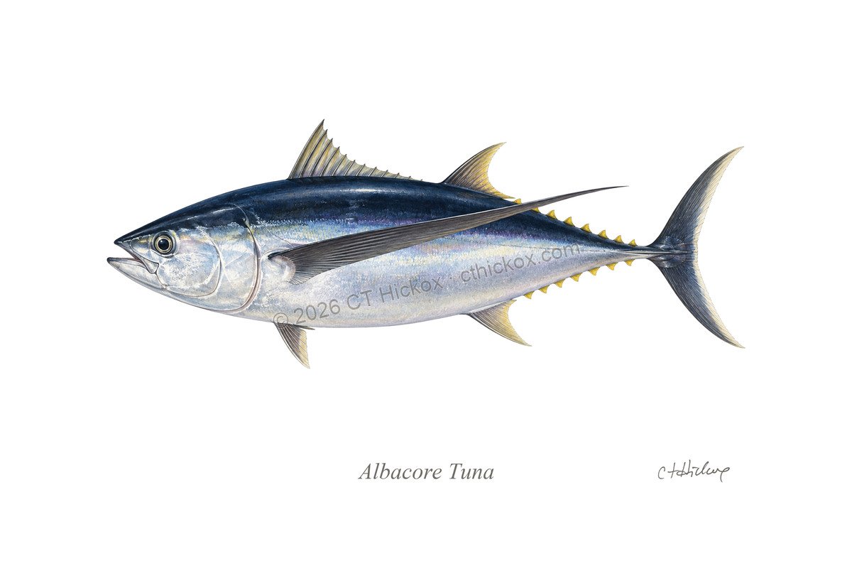 Watermarked CT Hickox Albacore Tuna natural-history art print