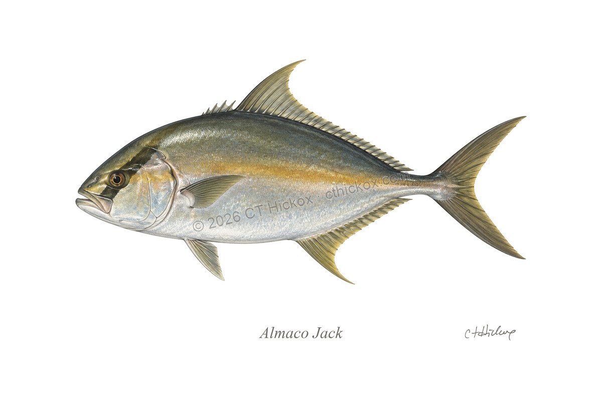 Watermarked CT Hickox Almaco Jack natural-history art print