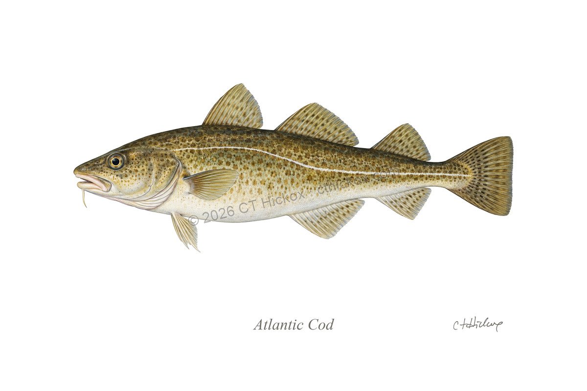 Watermarked CT Hickox Atlantic Cod natural-history art print