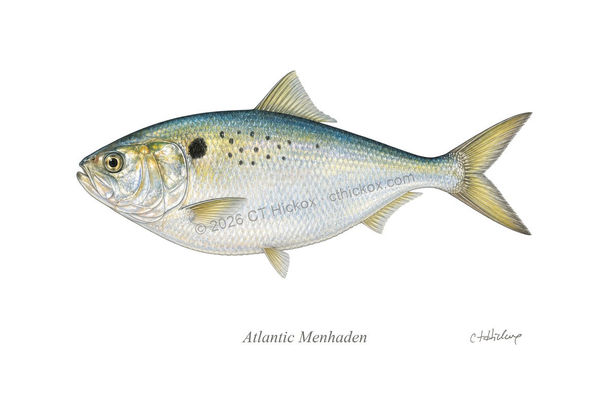 Watermarked CT Hickox Atlantic Menhaden natural-history art print