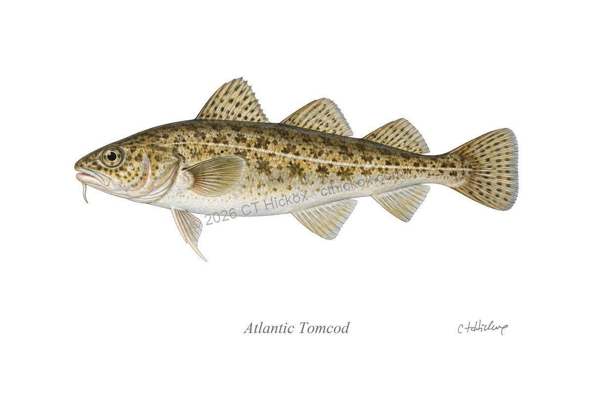 Watermarked CT Hickox Atlantic Tomcod natural-history art print