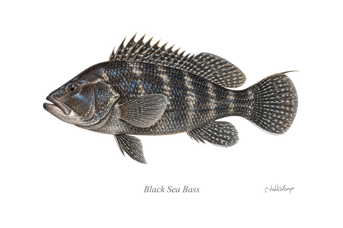 Watermarked CT Hickox Black Sea Bass natural-history art print
