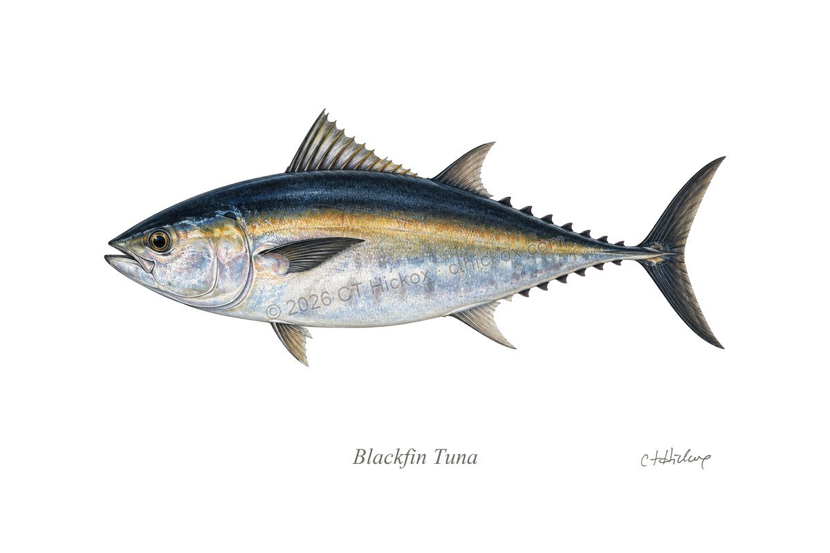Watermarked CT Hickox Blackfin Tuna natural-history art print