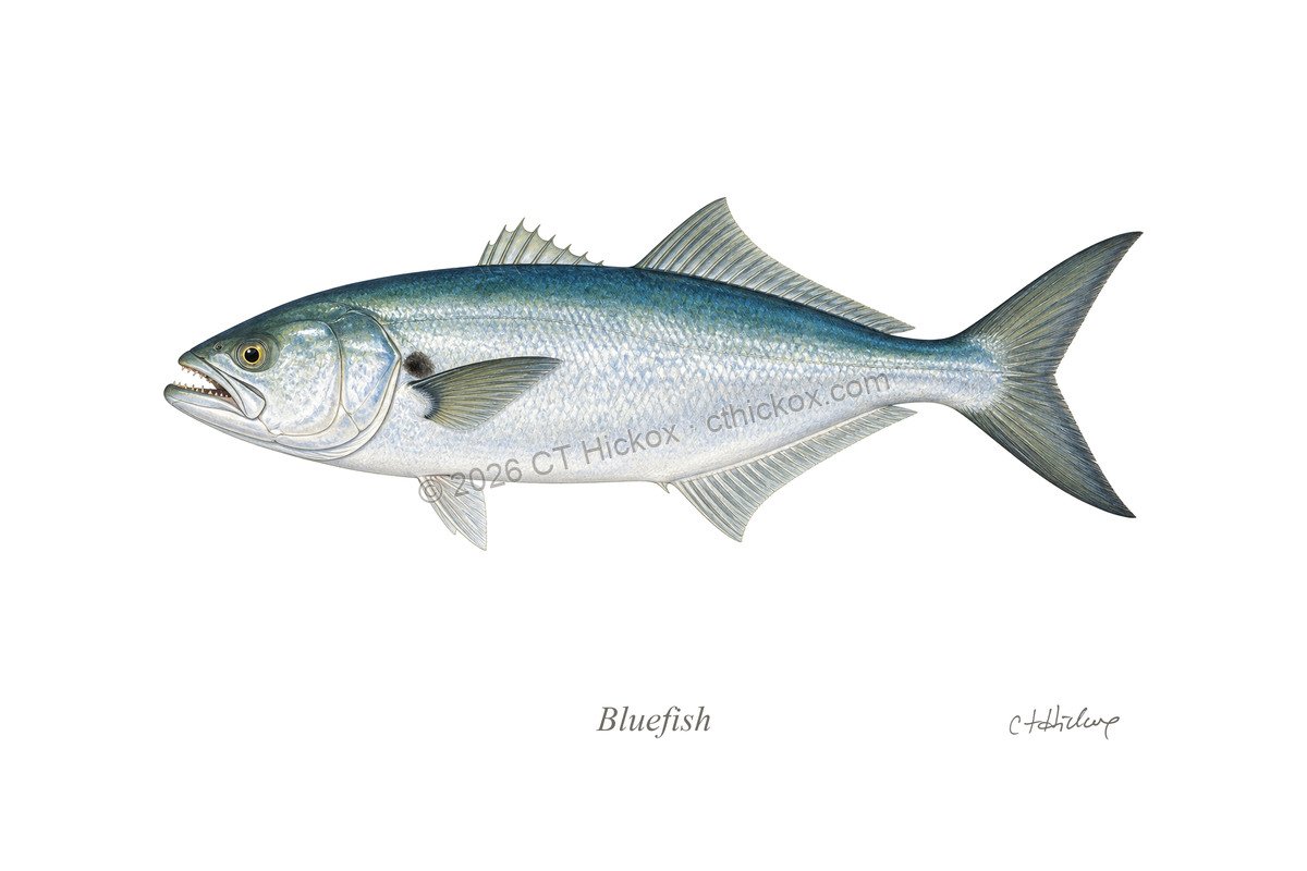 Watermarked CT Hickox Bluefish natural-history art print