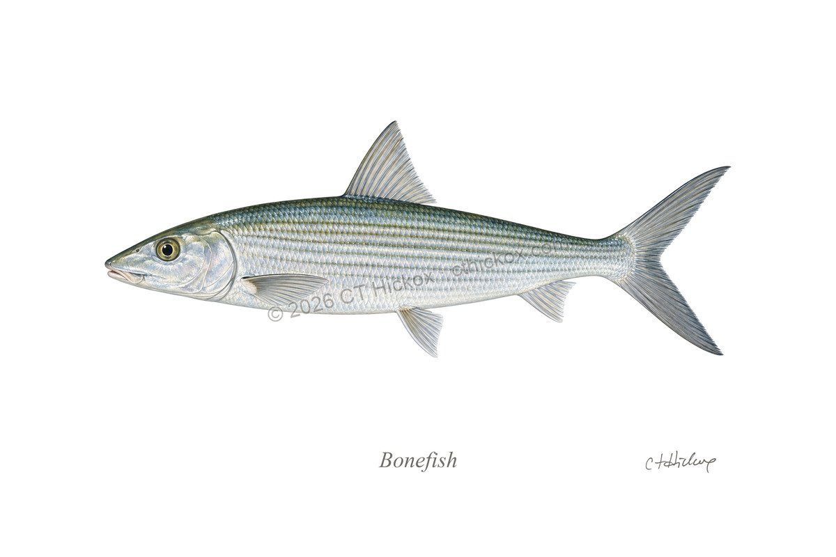 Watermarked CT Hickox Bonefish natural-history art print