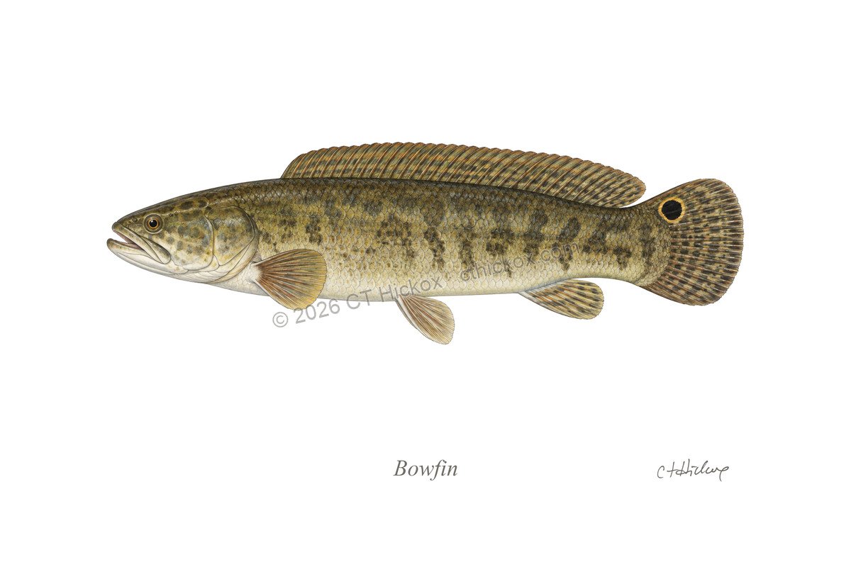 Watermarked CT Hickox Bowfin natural-history art print