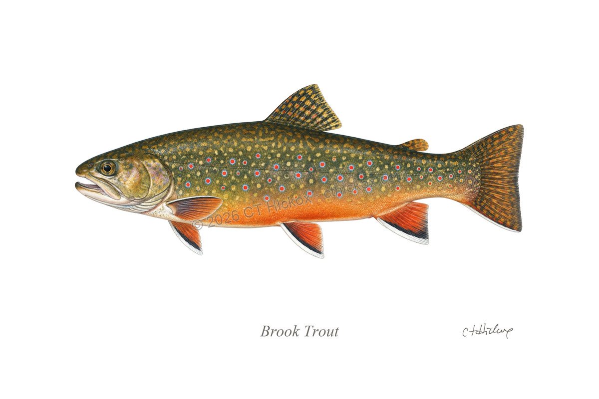 Watermarked CT Hickox Brook Trout natural-history art print