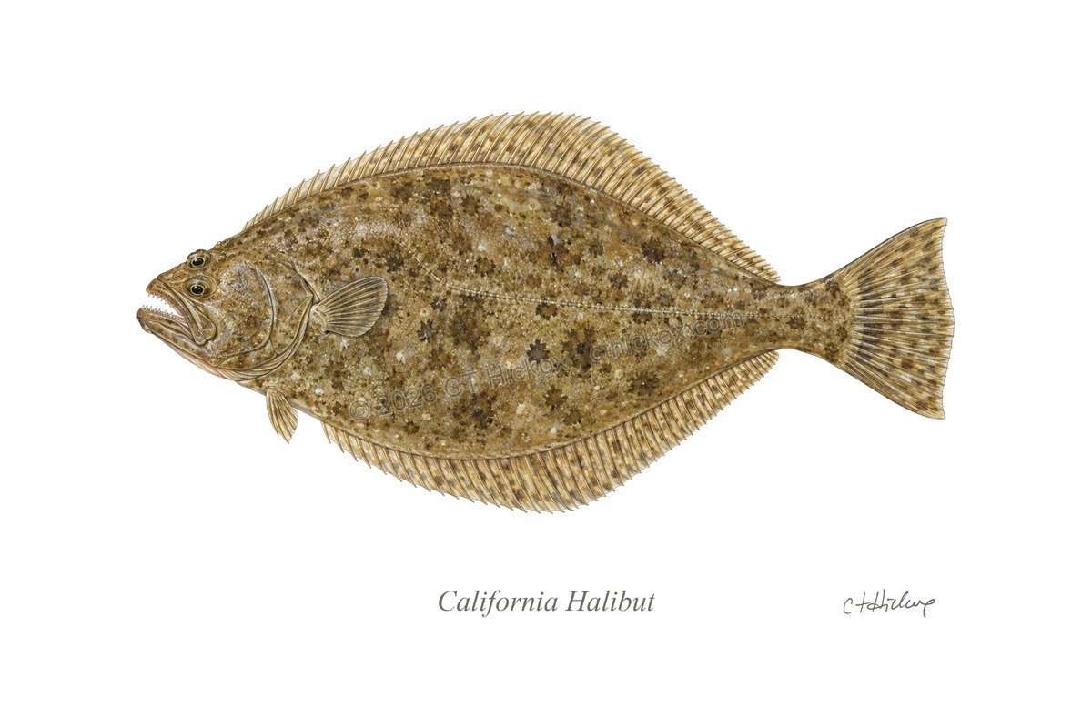 Watermarked CT Hickox California Halibut natural-history art print