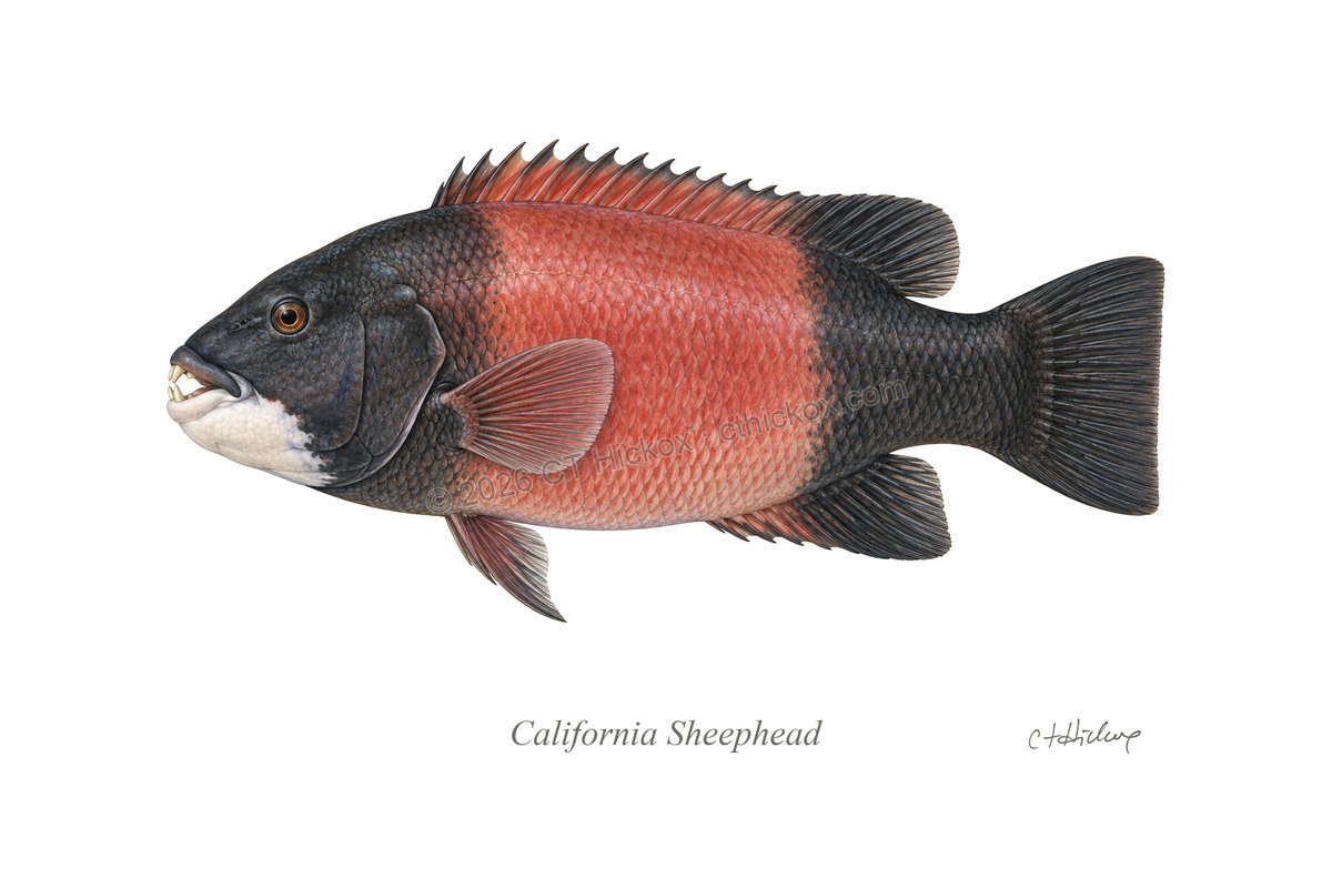 Watermarked CT Hickox California Sheephead natural-history art print