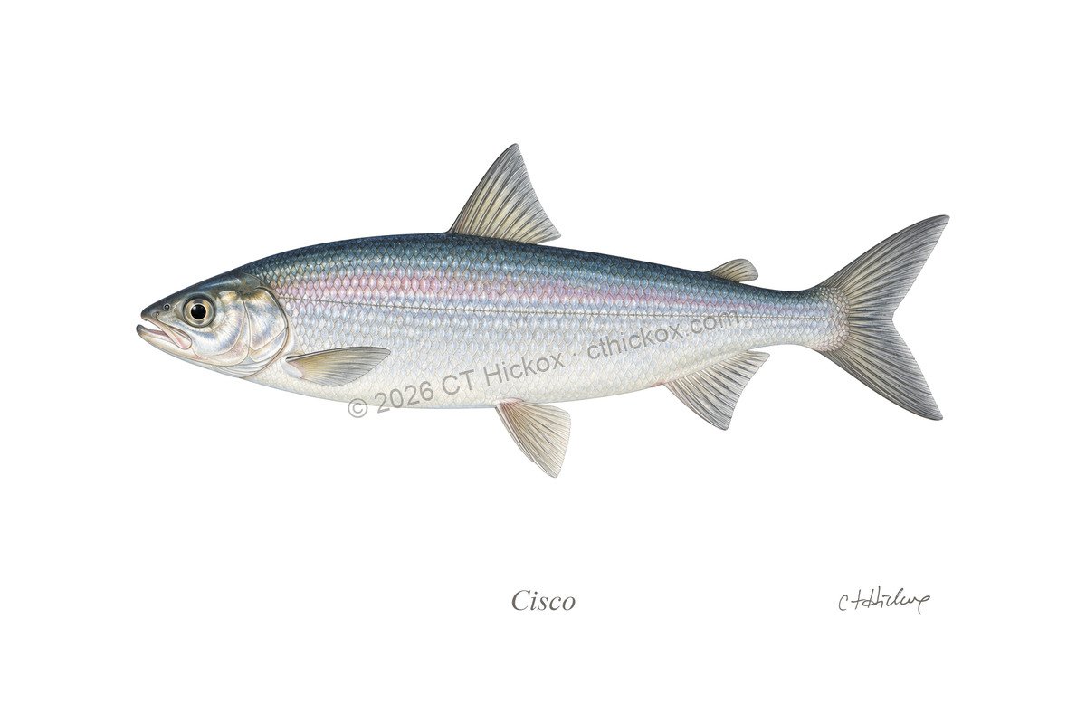 Watermarked CT Hickox Cisco natural-history art print