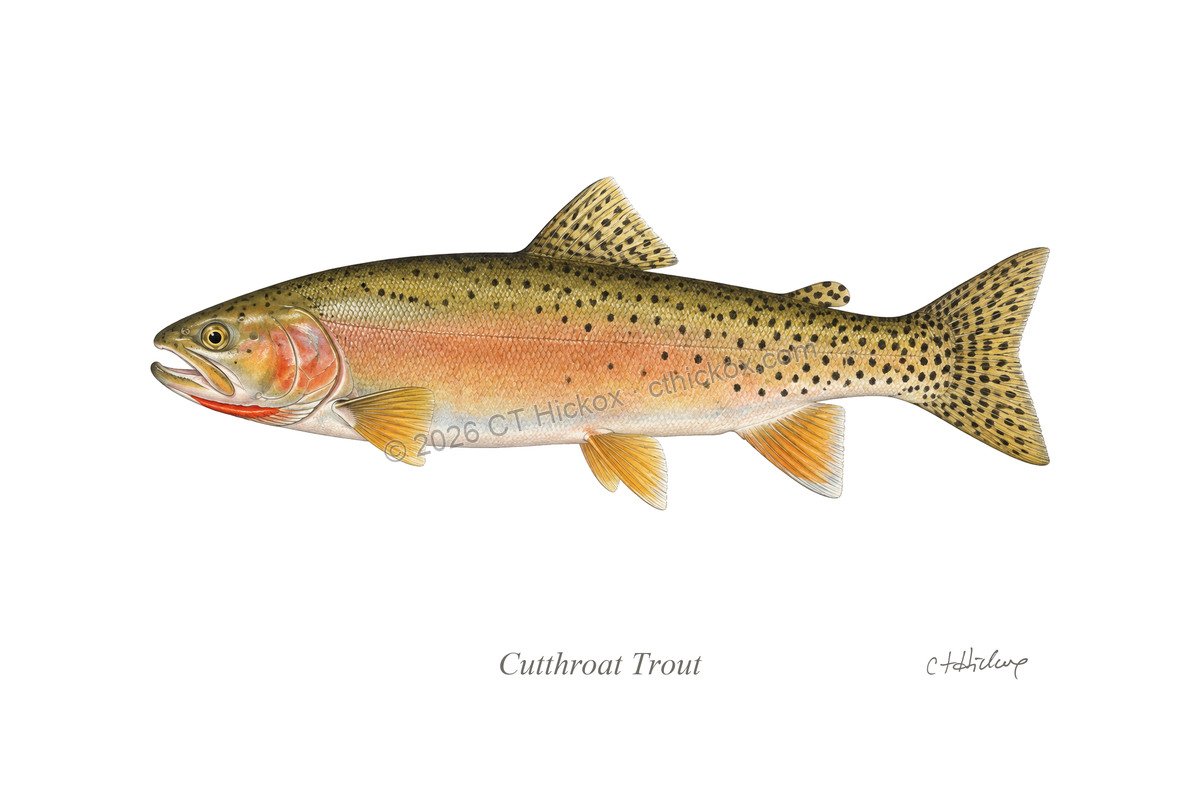 Watermarked CT Hickox Cutthroat Trout natural-history art print