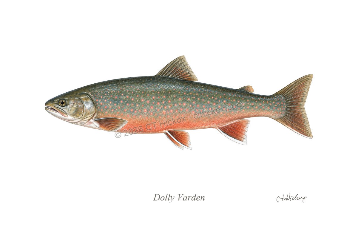 Watermarked CT Hickox Dolly Varden natural-history art print