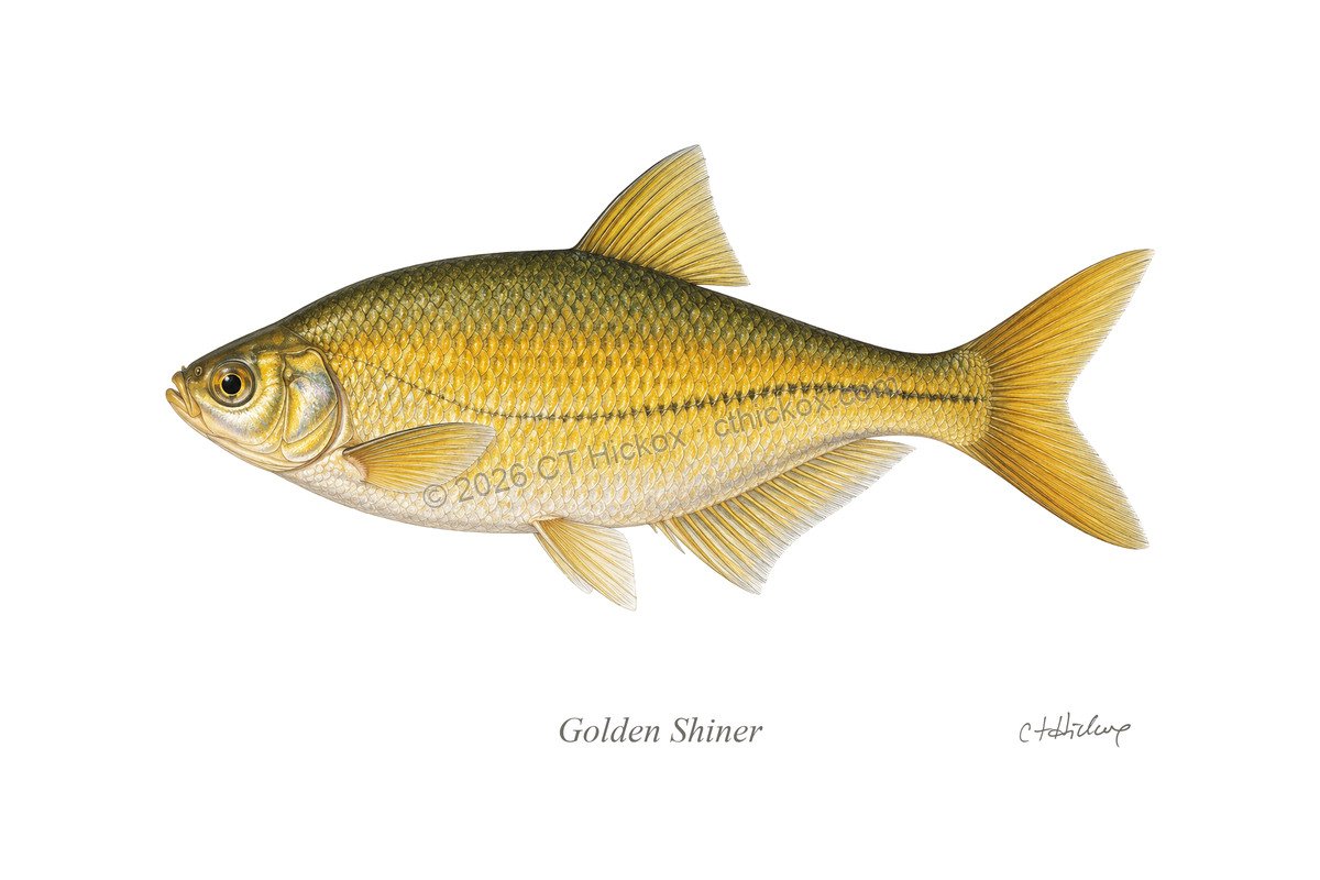 Watermarked CT Hickox Golden Shiner natural-history art print
