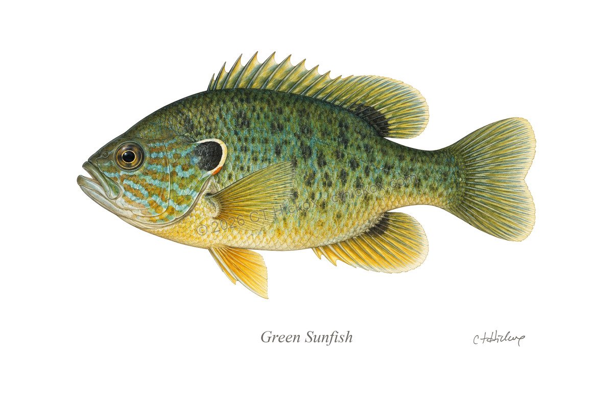 Watermarked CT Hickox Green Sunfish natural-history art print