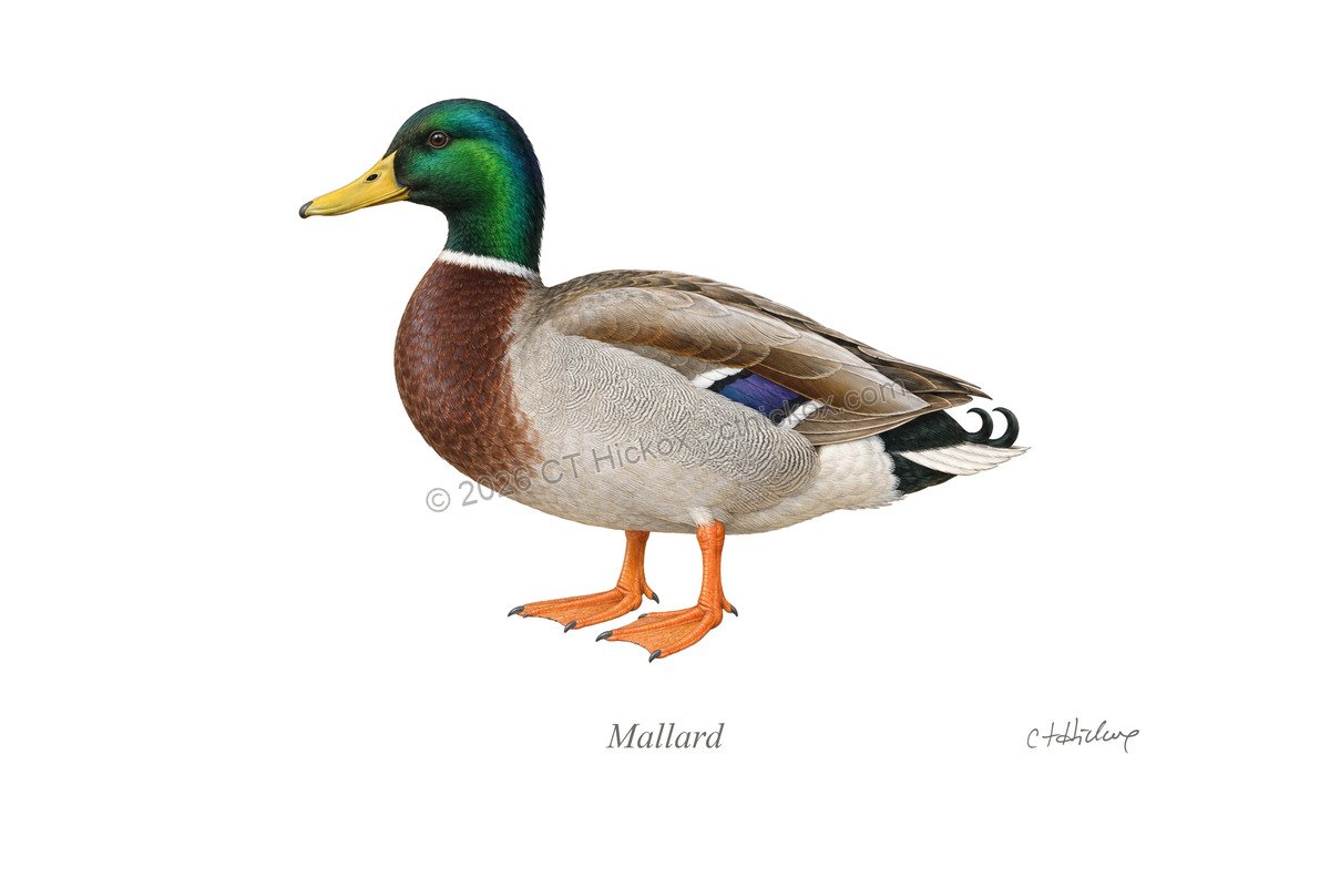 Watermarked CT Hickox Mallard natural-history art print