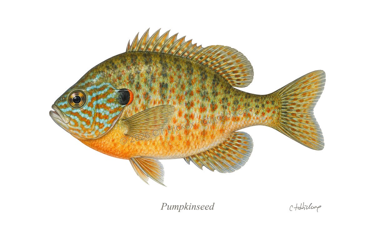 Watermarked CT Hickox Pumpkinseed natural-history art print