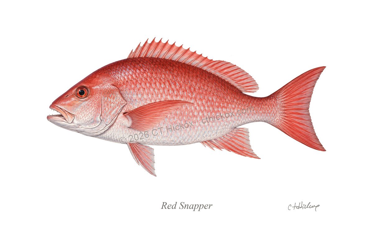 Watermarked CT Hickox Red Snapper natural-history art print