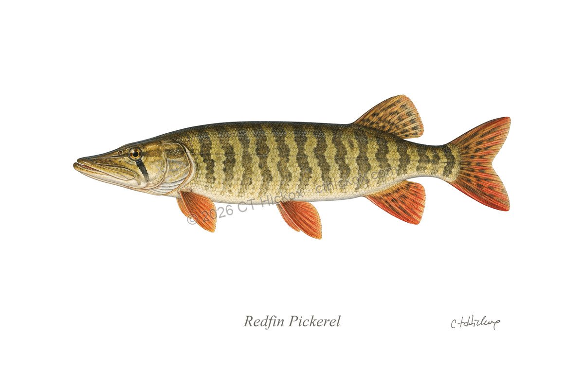 Watermarked CT Hickox Redfin Pickerel natural-history art print