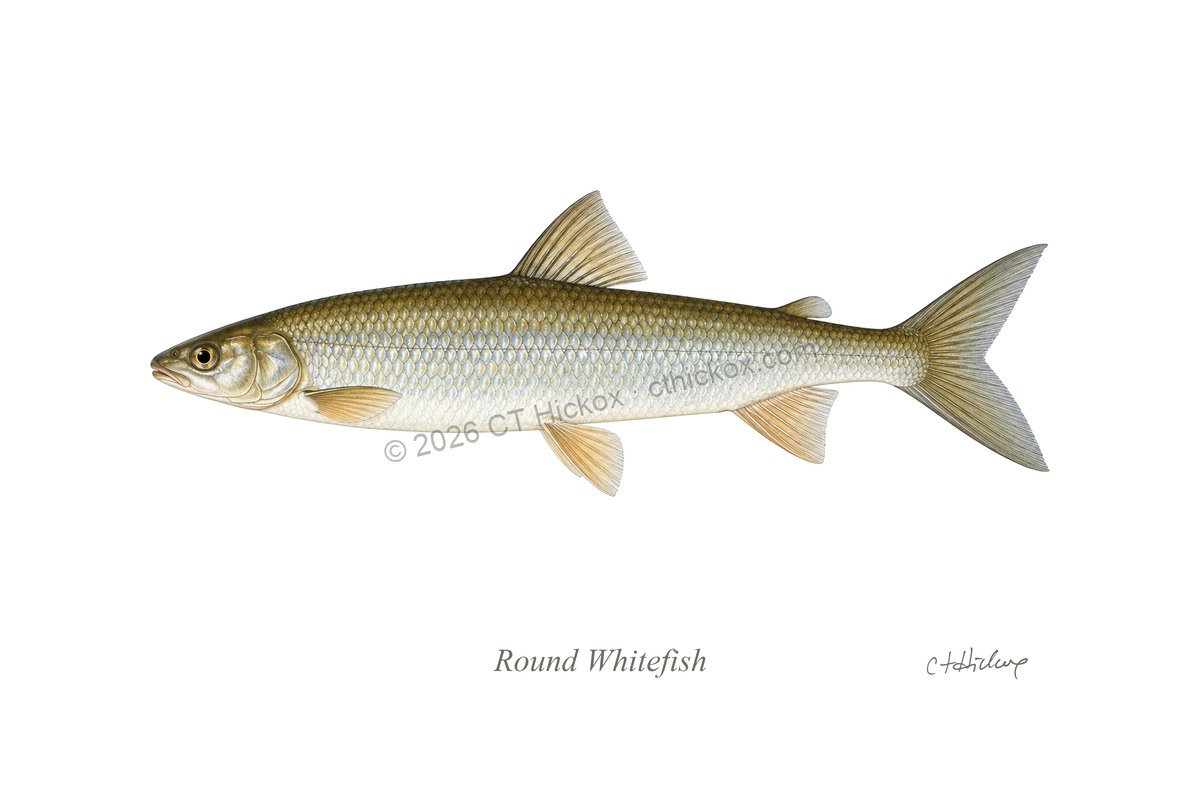Watermarked CT Hickox Round Whitefish natural-history art print