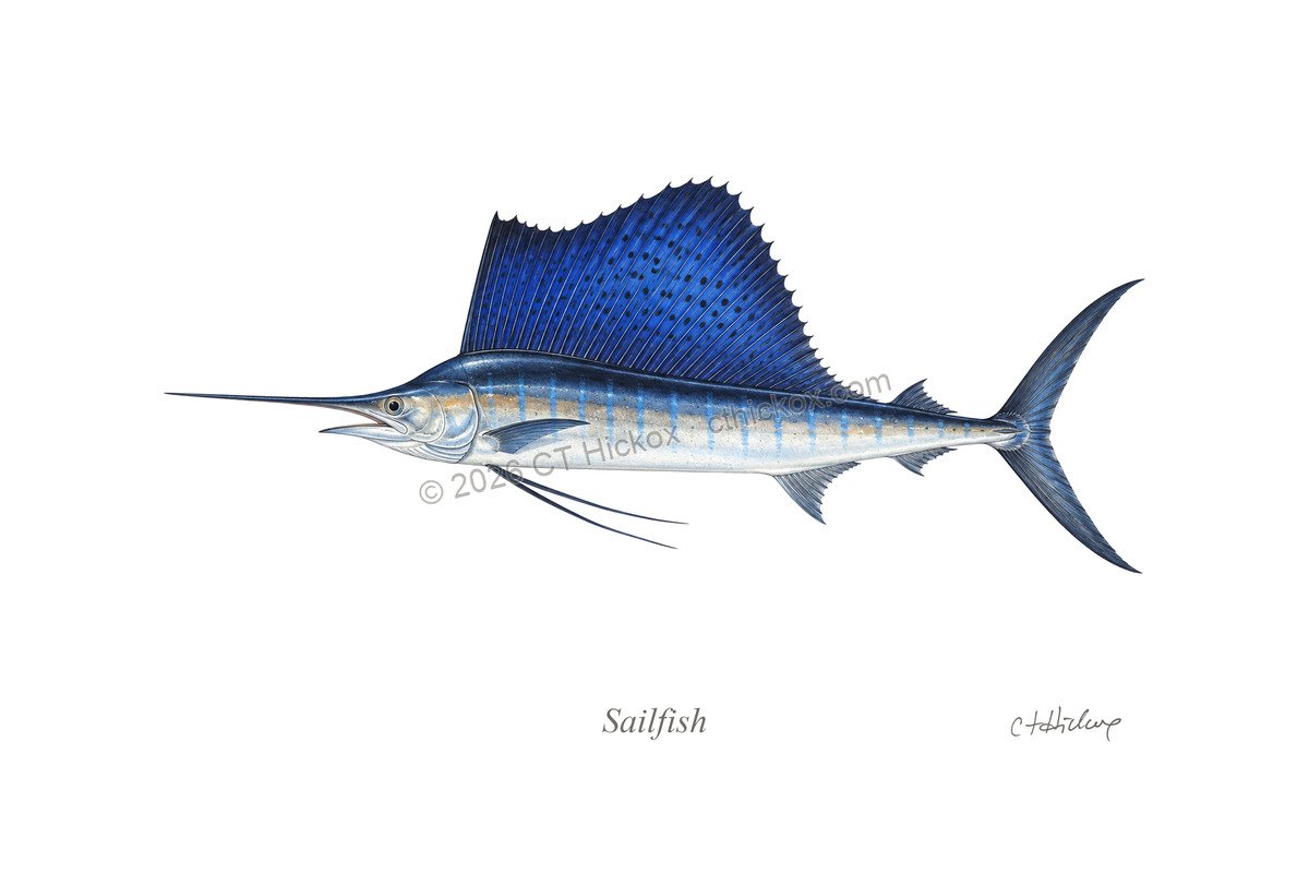 Watermarked CT Hickox Sailfish natural-history art print