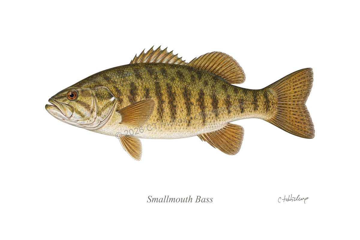 Watermarked CT Hickox Smallmouth Bass natural-history art print