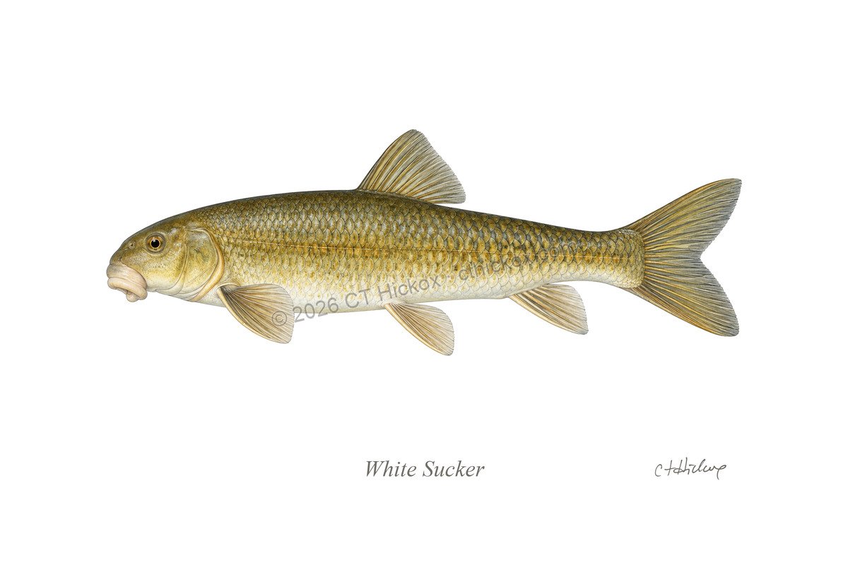 Watermarked CT Hickox White Sucker natural-history art print